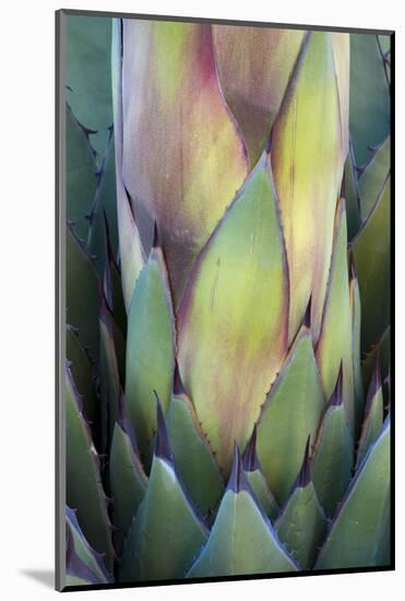 Baja California, Mexico. Colorful Agave detail.-Judith Zimmerman-Mounted Photographic Print