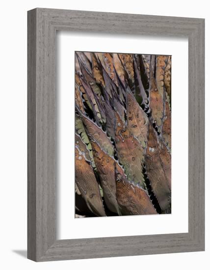 Baja California, Mexico. Colorful Agave detail-Judith Zimmerman-Framed Photographic Print