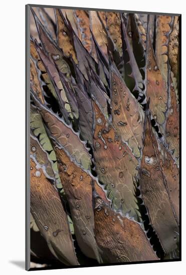 Baja California, Mexico. Colorful Agave detail-Judith Zimmerman-Mounted Photographic Print