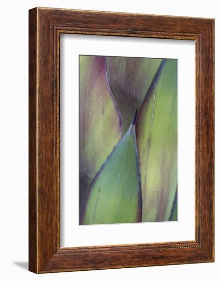 Baja California, Mexico. Colorful Agave detail-Judith Zimmerman-Framed Photographic Print