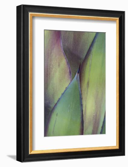 Baja California, Mexico. Colorful Agave detail-Judith Zimmerman-Framed Photographic Print