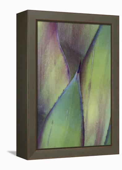 Baja California, Mexico. Colorful Agave detail-Judith Zimmerman-Framed Premier Image Canvas