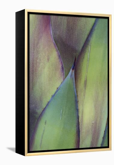 Baja California, Mexico. Colorful Agave detail-Judith Zimmerman-Framed Premier Image Canvas