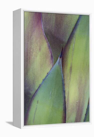 Baja California, Mexico. Colorful Agave detail-Judith Zimmerman-Framed Premier Image Canvas
