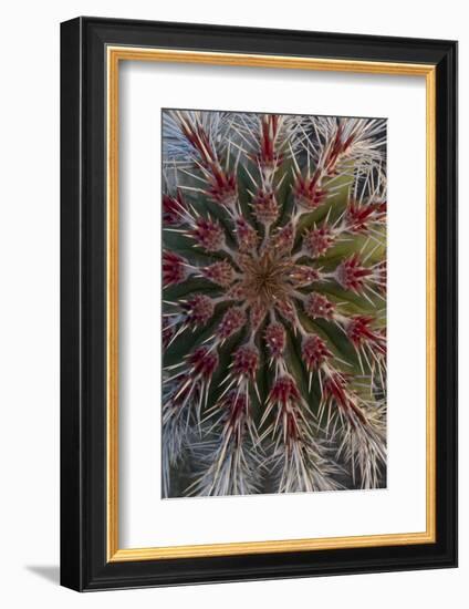 Baja California, Mexico. Detail of cardoon cactus spines-Judith Zimmerman-Framed Photographic Print