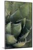 Baja California, Mexico. Green Agave leaves, detail.-Judith Zimmerman-Mounted Photographic Print