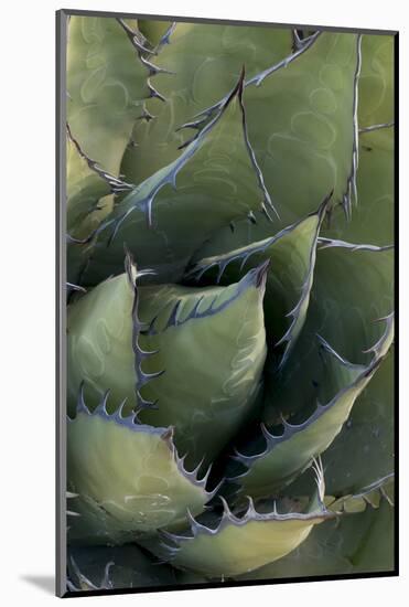 Baja California, Mexico. Green Agave leaves, detail.-Judith Zimmerman-Mounted Photographic Print