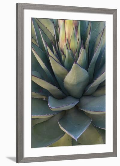 Baja California, Mexico. Green Agave leaves, detail-Judith Zimmerman-Framed Photographic Print