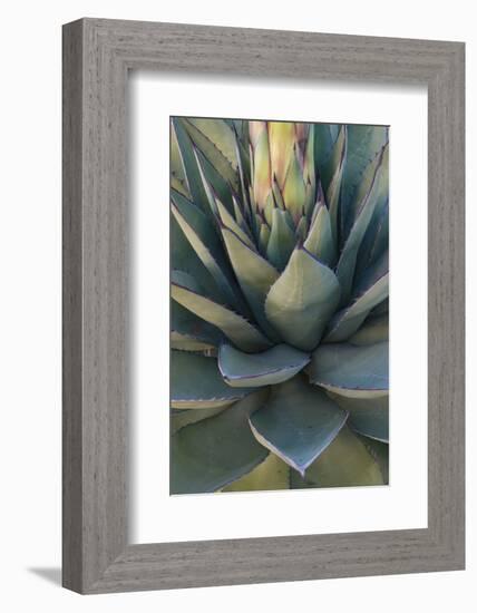 Baja California, Mexico. Green Agave leaves, detail-Judith Zimmerman-Framed Photographic Print