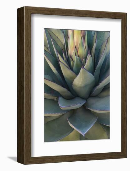 Baja California, Mexico. Green Agave leaves, detail-Judith Zimmerman-Framed Photographic Print