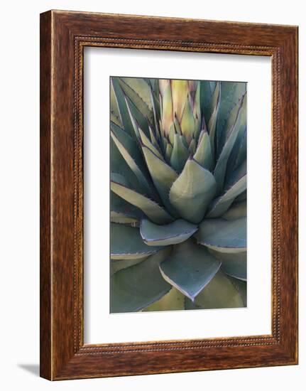 Baja California, Mexico. Green Agave leaves, detail-Judith Zimmerman-Framed Photographic Print