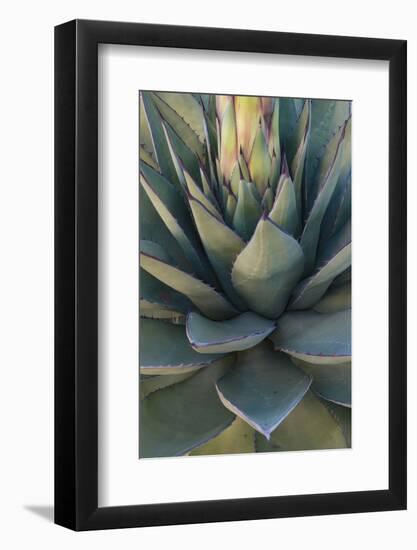 Baja California, Mexico. Green Agave leaves, detail-Judith Zimmerman-Framed Photographic Print