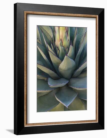 Baja California, Mexico. Green Agave leaves, detail-Judith Zimmerman-Framed Photographic Print