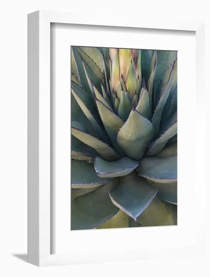 Baja California, Mexico. Green Agave leaves, detail-Judith Zimmerman-Framed Photographic Print