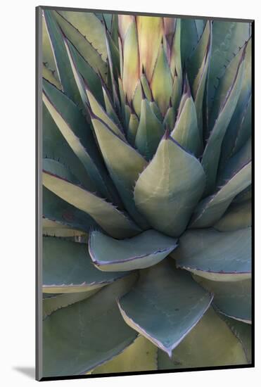 Baja California, Mexico. Green Agave leaves, detail-Judith Zimmerman-Mounted Photographic Print