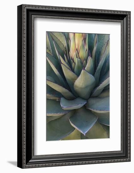 Baja California, Mexico. Green Agave leaves, detail-Judith Zimmerman-Framed Photographic Print