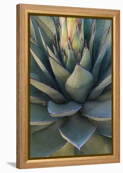 Baja California, Mexico. Green Agave leaves, detail-Judith Zimmerman-Framed Premier Image Canvas