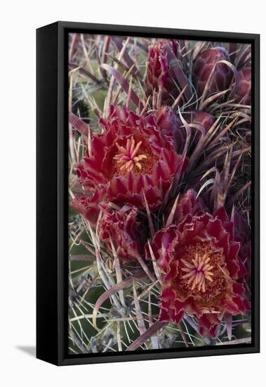 Baja California, Mexico. Red-Spined Barrel Cactusflowering-Judith Zimmerman-Framed Premier Image Canvas