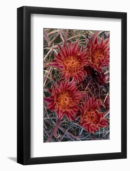 Baja California, Mexico. Red-Spined Barrel Cactusflowering-Judith Zimmerman-Framed Photographic Print