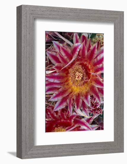 Baja California, Mexico. Red-Spined Barrel Cactusflowering-Judith Zimmerman-Framed Photographic Print