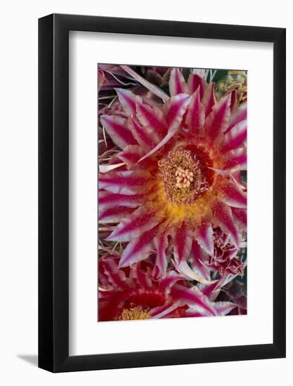 Baja California, Mexico. Red-Spined Barrel Cactusflowering-Judith Zimmerman-Framed Photographic Print