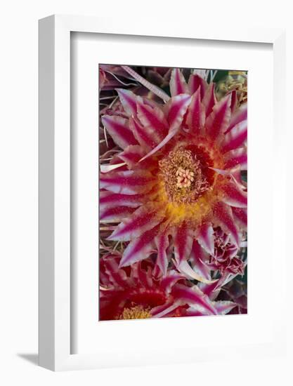 Baja California, Mexico. Red-Spined Barrel Cactusflowering-Judith Zimmerman-Framed Photographic Print