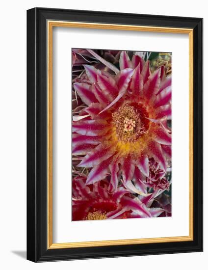 Baja California, Mexico. Red-Spined Barrel Cactusflowering-Judith Zimmerman-Framed Photographic Print