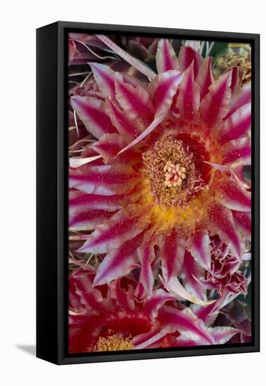 Baja California, Mexico. Red-Spined Barrel Cactusflowering-Judith Zimmerman-Framed Premier Image Canvas