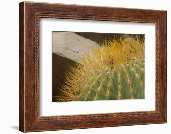 Baja, Gulf of California, Mexico. Close-up of barrel cactus.-Janet Muir-Framed Photographic Print