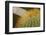 Baja, Gulf of California, Mexico. Close-up of barrel cactus.-Janet Muir-Framed Photographic Print