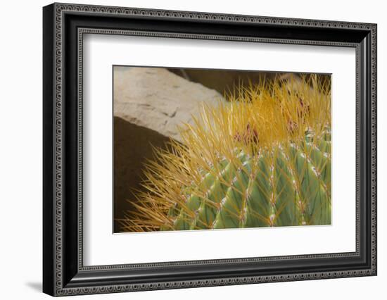 Baja, Gulf of California, Mexico. Close-up of barrel cactus.-Janet Muir-Framed Photographic Print