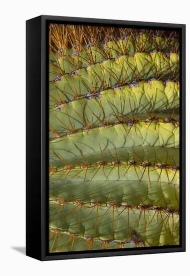 Baja, Gulf of California, Mexico. Detail of Barrel cactus.-Janet Muir-Framed Premier Image Canvas