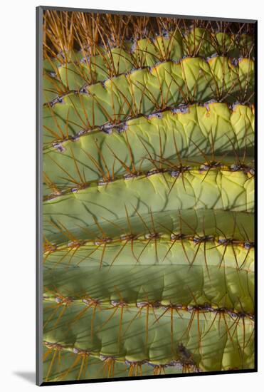 Baja, Gulf of California, Mexico. Detail of Barrel cactus.-Janet Muir-Mounted Photographic Print