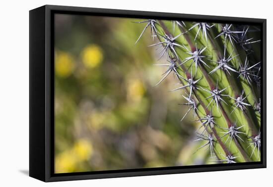 Baja, Isla Santa Catalina, Gulf of California, Mexico. Close-up of Cardon cactus.-Janet Muir-Framed Premier Image Canvas