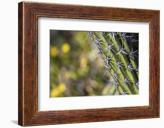 Baja, Isla Santa Catalina, Gulf of California, Mexico. Close-up of Cardon cactus.-Janet Muir-Framed Photographic Print