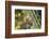 Baja, Isla Santa Catalina, Gulf of California, Mexico. Close-up of Cardon cactus.-Janet Muir-Framed Photographic Print