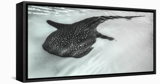 Baja Peninsula, Sea of Cortez, Gulf of California. Artistic shot of a whale Shark.-Janet Muir-Framed Premier Image Canvas