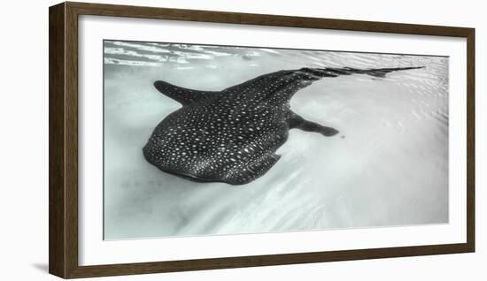 Baja Peninsula, Sea of Cortez, Gulf of California. Artistic shot of a whale Shark.-Janet Muir-Framed Photographic Print