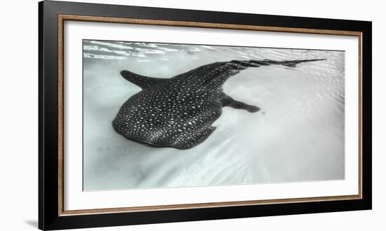 Baja Peninsula, Sea of Cortez, Gulf of California. Artistic shot of a whale Shark.-Janet Muir-Framed Photographic Print