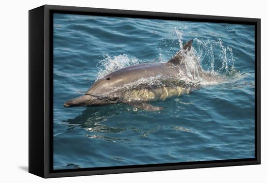 Baja, Sea of Cortez, Gulf of California, Mexico. A Long-beaked common dolphin surfaces.-Janet Muir-Framed Premier Image Canvas