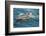 Baja, Sea of Cortez, Gulf of California, Mexico. A Long-beaked common dolphin surfaces.-Janet Muir-Framed Photographic Print