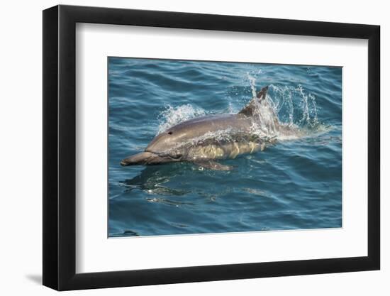 Baja, Sea of Cortez, Gulf of California, Mexico. A Long-beaked common dolphin surfaces.-Janet Muir-Framed Photographic Print