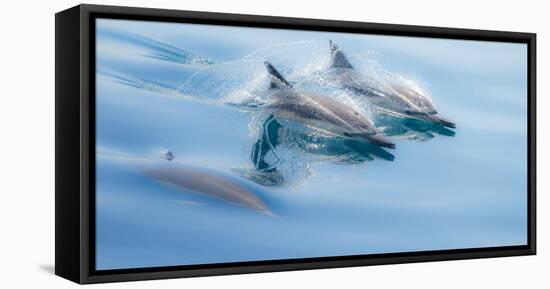 Baja, Sea of Cortez, Gulf of California, Mexico. Long-beaked common dolphin surfacing.-Janet Muir-Framed Premier Image Canvas