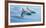 Baja, Sea of Cortez, Gulf of California, Mexico. Long-beaked common dolphin surfacing.-Janet Muir-Framed Photographic Print