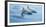 Baja, Sea of Cortez, Gulf of California, Mexico. Long-beaked common dolphin surfacing.-Janet Muir-Framed Photographic Print