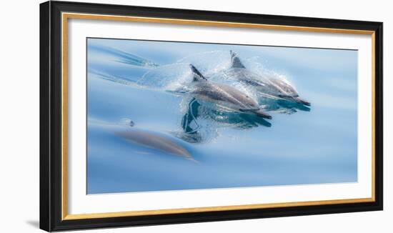 Baja, Sea of Cortez, Gulf of California, Mexico. Long-beaked common dolphin surfacing.-Janet Muir-Framed Photographic Print