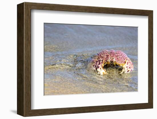 Baja, Sea of Cortez, Gulf of California, Mexico. Magdalena Beach. Close-up of a Box Crab.-Janet Muir-Framed Photographic Print