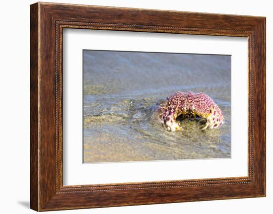 Baja, Sea of Cortez, Gulf of California, Mexico. Magdalena Beach. Close-up of a Box Crab.-Janet Muir-Framed Photographic Print