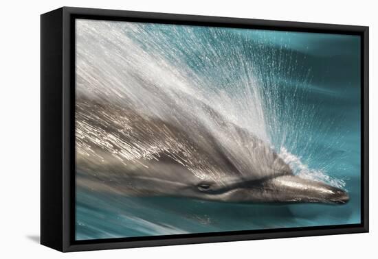 Baja, Sea of Cortez, Gulf of California, Mexico. Motion blur shot of a Long-beaked common dolphin-Janet Muir-Framed Premier Image Canvas