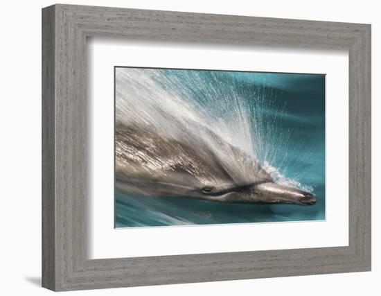 Baja, Sea of Cortez, Gulf of California, Mexico. Motion blur shot of a Long-beaked common dolphin-Janet Muir-Framed Photographic Print